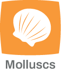 Molluscs